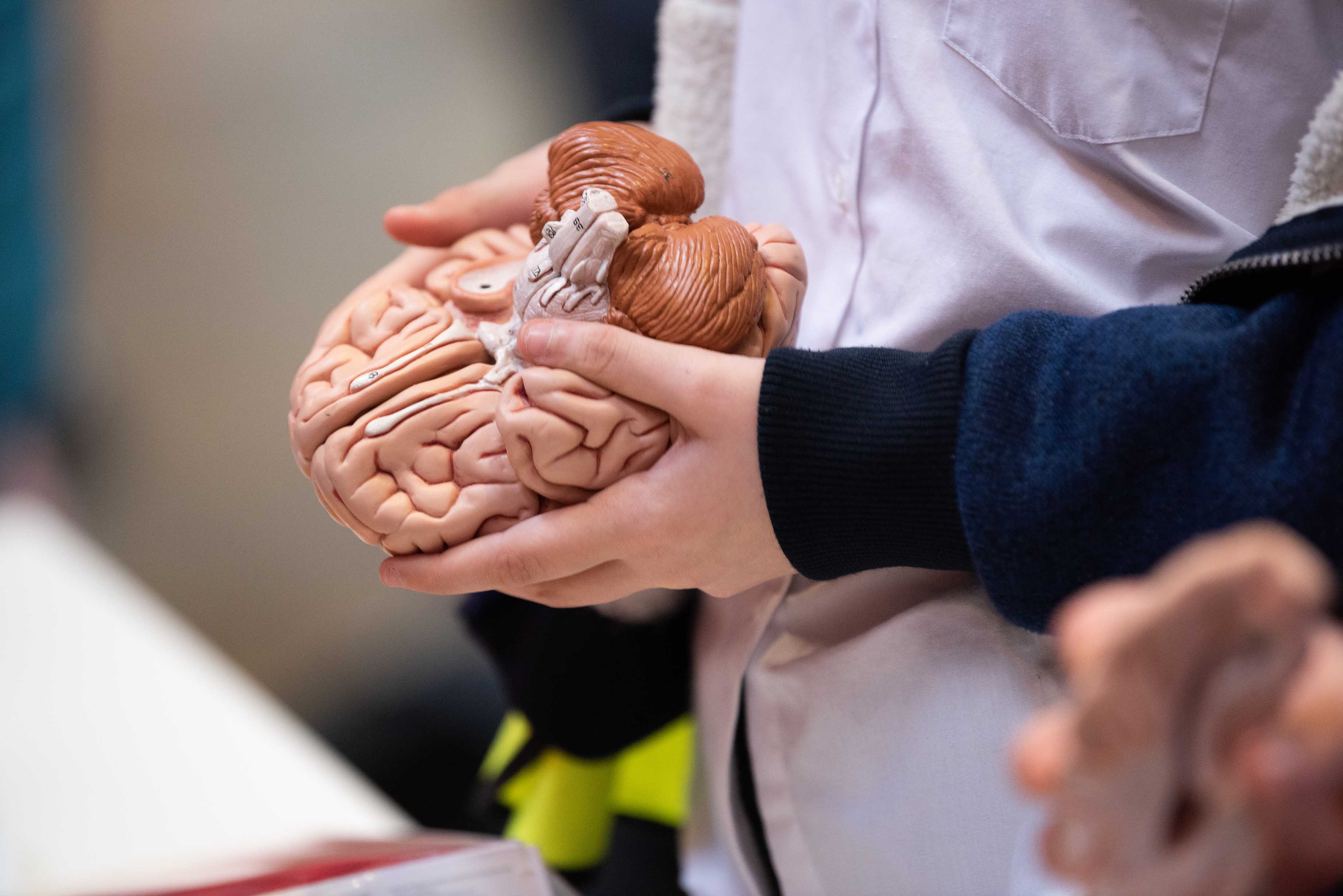 Holding a human brain